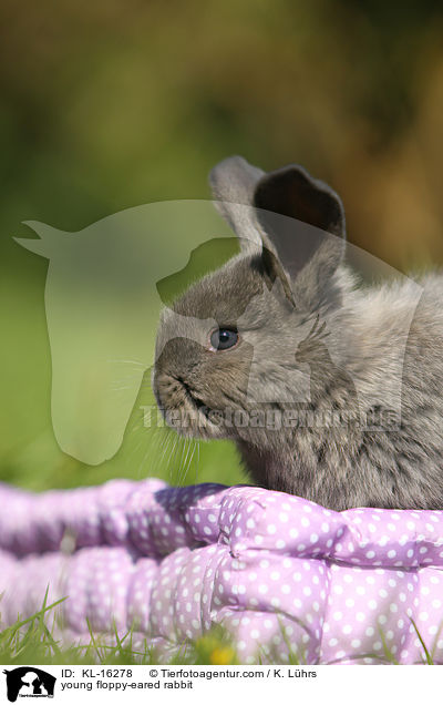 junges Widderkaninchen / young floppy-eared rabbit / KL-16278