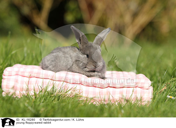 junges Widderkaninchen / young floppy-eared rabbit / KL-16280