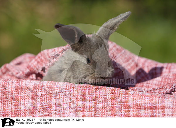 junges Widderkaninchen / young floppy-eared rabbit / KL-16287