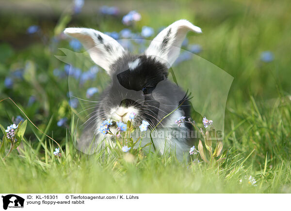 junges Widderkaninchen / young floppy-eared rabbit / KL-16301
