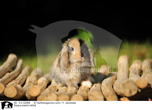 Widderkaninchen / floppy-eared rabbit / YJ-12069