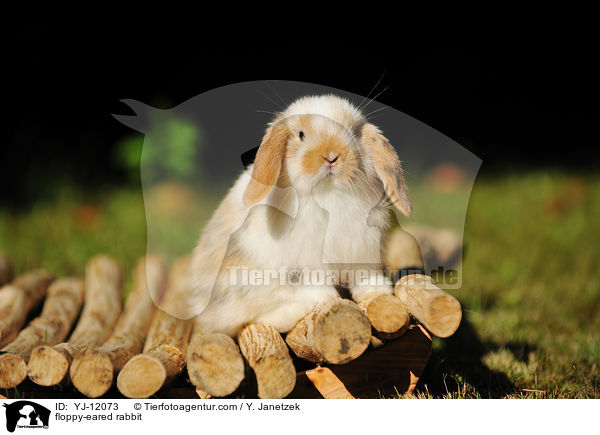 Widderkaninchen / floppy-eared rabbit / YJ-12073