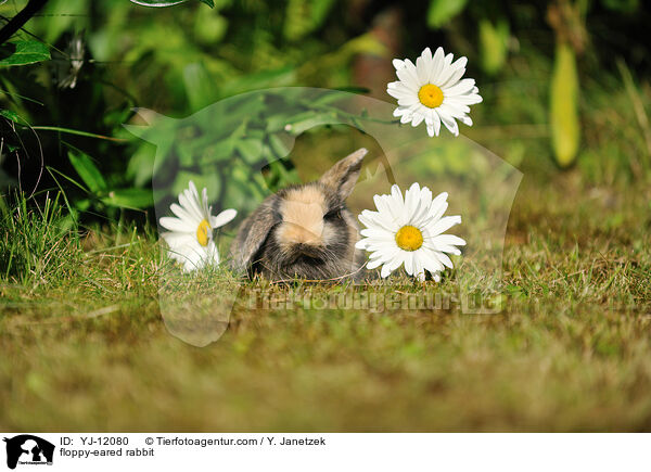 Widderkaninchen / floppy-eared rabbit / YJ-12080