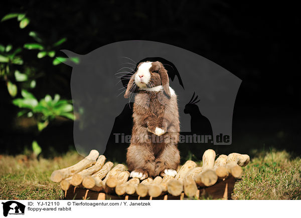 Widderkaninchen / floppy-eared rabbit / YJ-12110