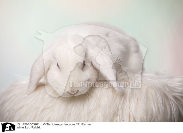 weies Widderkaninchen / white Lop Rabbit / RR-100367