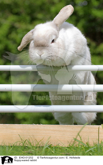 Widderkaninchen / floppy-eared rabbit / EHO-01252