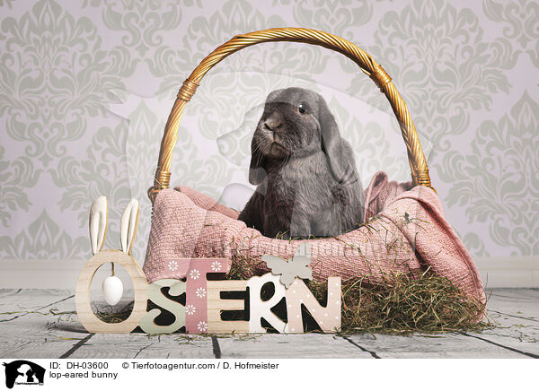Widderkaninchen / lop-eared bunny / DH-03600