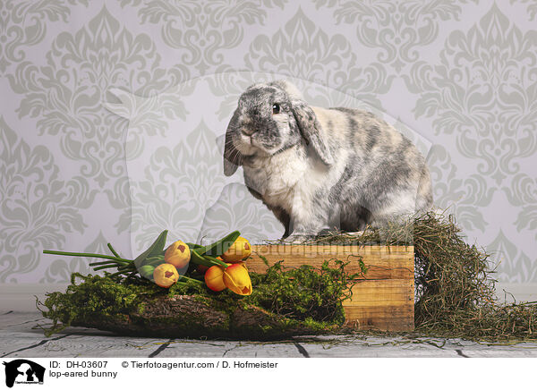 Widderkaninchen / lop-eared bunny / DH-03607
