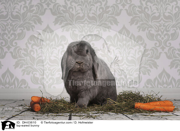 Widderkaninchen / lop-eared bunny / DH-03610