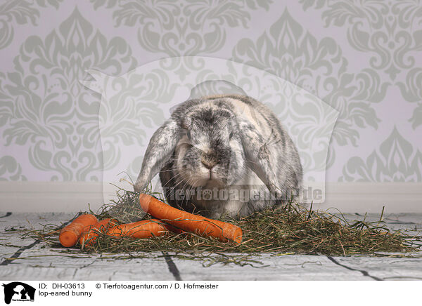 Widderkaninchen / lop-eared bunny / DH-03613