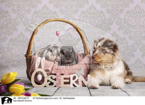 Widderkaninchen / lop-eared bunny / DH-03617