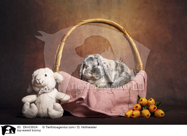Widderkaninchen / lop-eared bunny / DH-03624