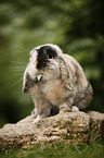 lop eared rabbit
