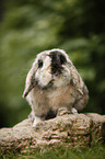 lop eared rabbit