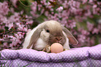 lop-eared rabbit