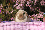lop-eared rabbit