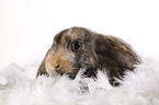 lop rabbit