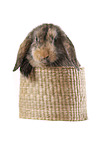lop rabbit