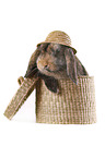 lop rabbit