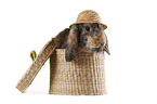lop rabbit