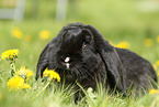 rabbit