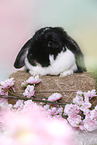 lop-eared rabbit