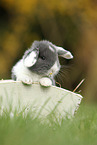 young floppy-eared rabbit