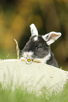 young floppy-eared rabbit
