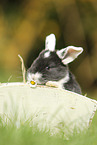 young floppy-eared rabbit