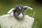 young floppy-eared rabbit