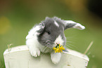 young floppy-eared rabbit