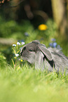 young floppy-eared rabbit