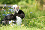 young floppy-eared rabbit