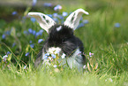 young floppy-eared rabbit