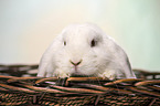 white Lop Rabbit