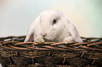 white Lop Rabbit