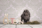 lop-eared bunny