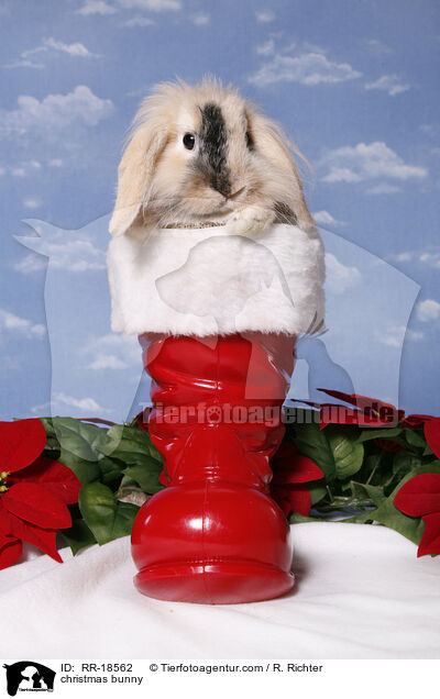 Weihnachtskaninchen / christmas bunny / RR-18562