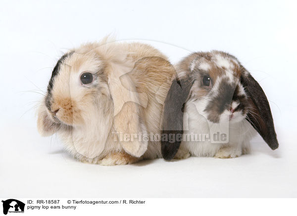 Zwergwidder Kaninchen / pigmy lop ears bunny / RR-18587