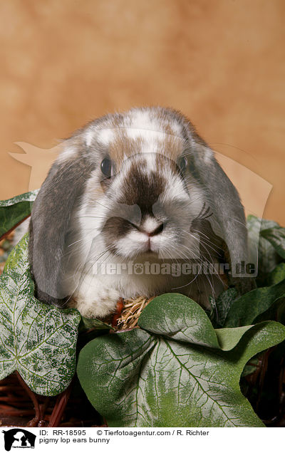 Zwergwidder Kaninchen / pigmy lop ears bunny / RR-18595
