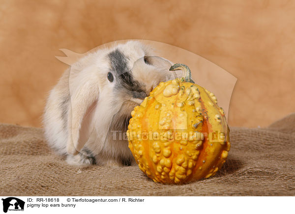 Zwergwidder Kaninchen / pigmy lop ears bunny / RR-18618