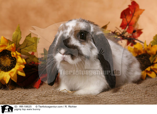 Zwergwidder Kaninchen / pigmy lop ears bunny / RR-18625