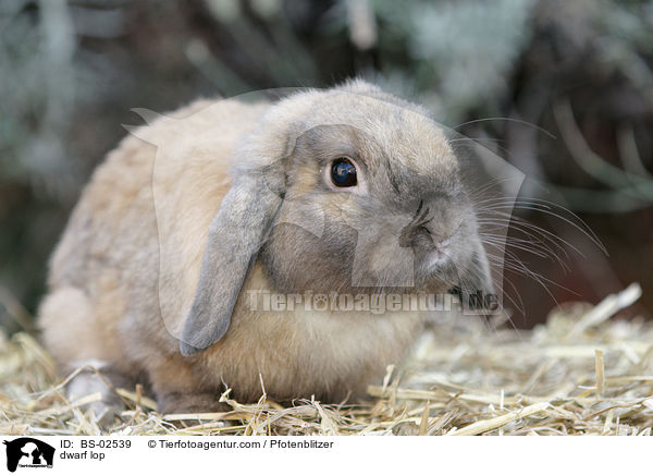 Zwergwidder / dwarf lop / BS-02539