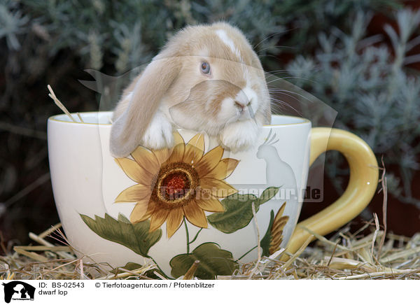 Zwergwidder / dwarf lop / BS-02543