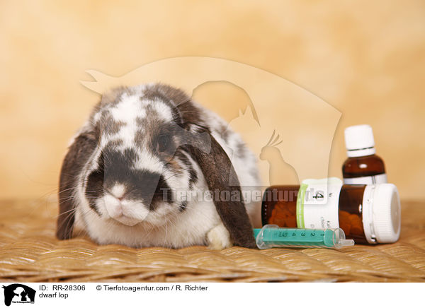 Zwergwidder / dwarf lop / RR-28306
