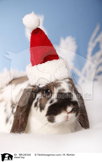 Zwergwidder / dwarf lop / RR-28328