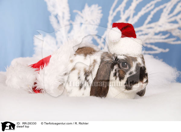 Zwergwidder / dwarf lop / RR-28330