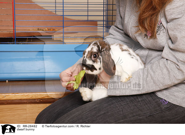 Zwergkaninchen / dwarf bunny / RR-28482
