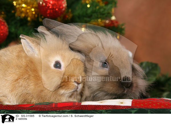 2 Kaninchen / 2 rabbits / SS-31585