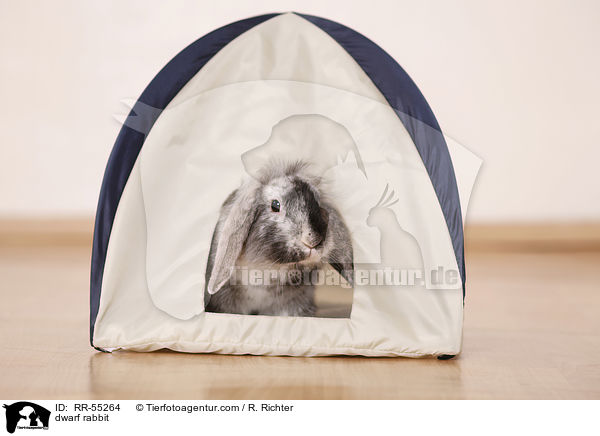 Zwergkaninchen / dwarf rabbit / RR-55264